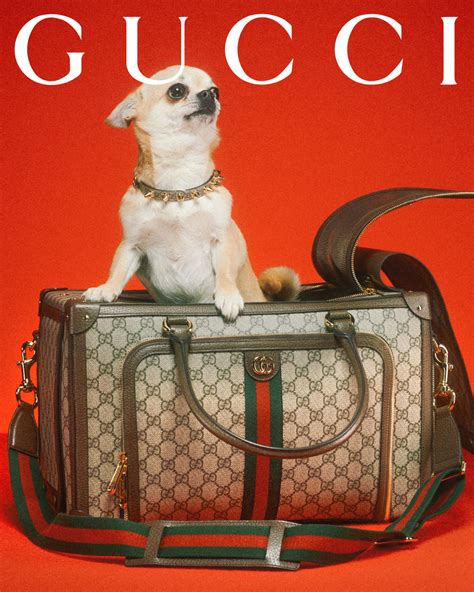 gucci black pet|gucci pet products.